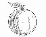 Brzoskwinia Rysunek Kolorowanka Owoc Drukowanka Posiadający Cała Rysunku Duży Pokryta Trzeba Uważać środku Którą Znajduje sketch template