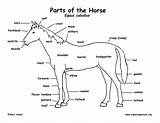 Horse Anatomy External Animal Diagram Horses Chart Animals Farm Equine Educational Resources Activities Racing Food Exploringnature sketch template