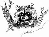 Laveur Raton Raccoon Animaux Coloriages sketch template