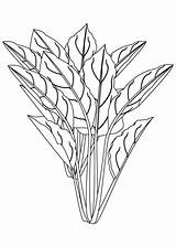 Coloring4free Piranha Flowering Celery Coloringhome sketch template