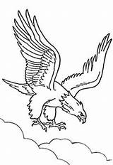 Coloring Pages Eagle Ones Cute Little Adult Tailed Wedge sketch template
