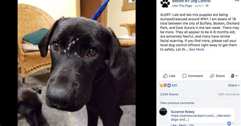 18 lab puppies dumped in upstate new york have similar scars