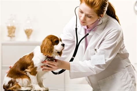 veterinary sciences career option in veterinary sciences how to become a veterinary doctor