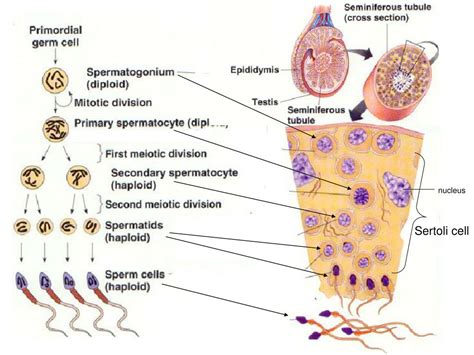 ppt male reproductive function powerpoint presentation free download