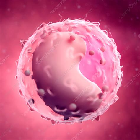 lymphocyte stock image  science photo library