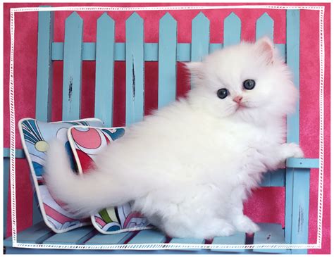 white teacup persian kittens  sale stop   website today  choose    family
