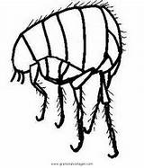 Floh Pulce Pidocchio Insekten Tiere Malvorlage Kategorien sketch template