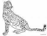 Cheetah Malvorlagen Gepard Geparden Ausdrucken Kostenlos Getdrawings Cool2bkids sketch template