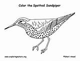 Spotted Sandpiper Coloring Illustration Nature Science Pages Printing Sponsors Wonderful Support Please Visit Color Citing Reference sketch template