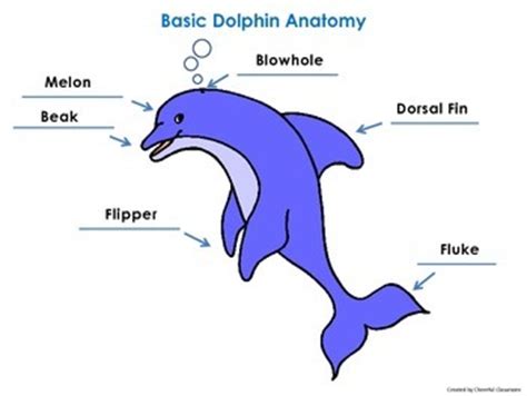 basic dolphin anatomy diagram  worksheet  cheerful classroom