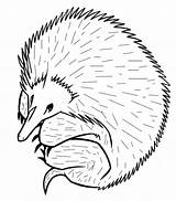 Echidna Coloring Pages Color Animal Animals 607px 75kb Drawings Back Book sketch template
