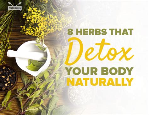 detox your body naturally 8 herbs that ll do the trick