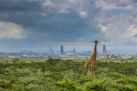 visit kenya africas maasai land worlds  game reserves