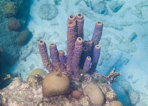 underwater photography   tropical fish  coral reefs  curacao