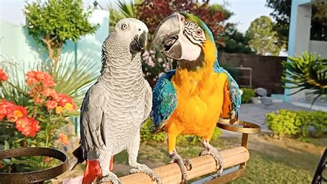 american parrot  african grey parrot youtube