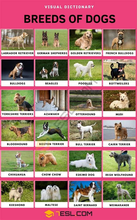 poster   breeds  dogs