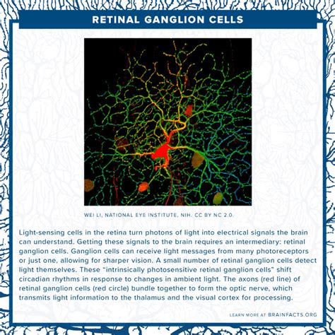retinal ganglion cells
