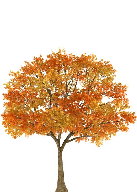 autumn tree maple oak branch fall png    transparent autumn png
