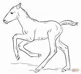 Potro Fohlen Cavalos Foal Pferde Ausmalbild Pony Foals Supercoloring Potrillos Desenho Niedliches Rennendes Tudodesenhos Colouring Coloringfolder Kategorien Kleurplaten sketch template