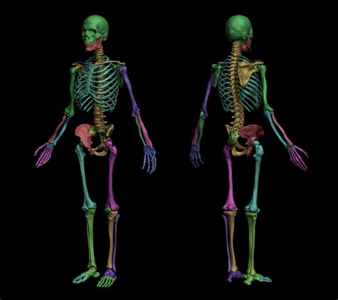 artstation anatomical human skeleton resources