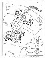 Coloring Gecko Pages Tokay Colouring Lizard Animal Creepers Book Printable Crawly Goanna Kids Drawing Realistic Color Sheets Adult Snake Books sketch template