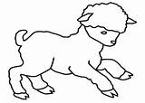 Cordero Lamb Agneau Dibujo Corderos Cordeiro Coloriage Desenhos Animales Colorir Animaux Pintarcolorir Coloriages sketch template