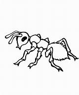 Ant Coloring Pages Kids Printable Ants Preschool Drawing Colouring Cliparts Clipart Line Painting Color Preschoolers Sheets Clip Remodel Kid Army sketch template