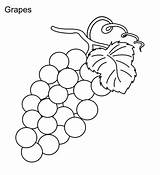 Grapes Draw Coloring Pages Grape Vines Color Template Colorluna sketch template