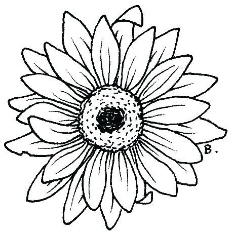 daisy coloring pages  getcoloringscom  printable colorings