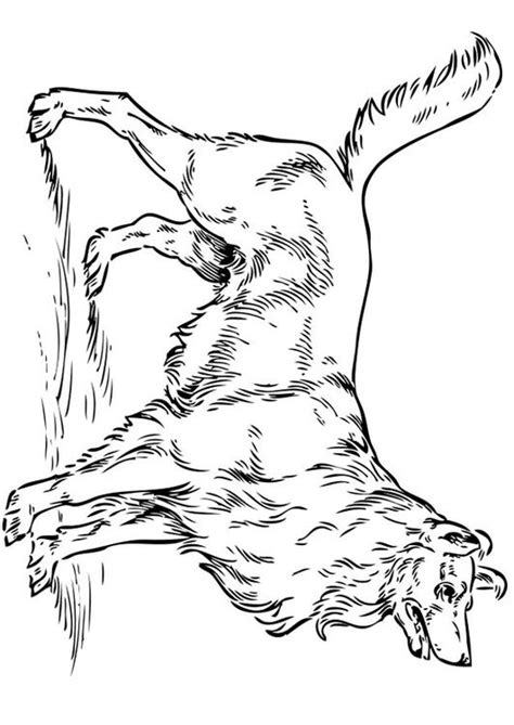 coloring page dog collie  printable coloring pages img