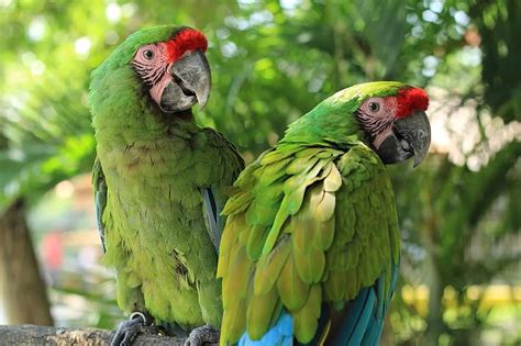 parrot macaw green ave bird tropical bird animal jungle nature