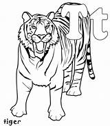 Coloring Tiger Pages Animal Kids Choose Board Tigers sketch template
