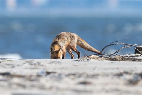Red Fox On The Beach Smithsonian Photo Contest Smithsonian Magazine