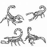 Scorpion Coloring Pages Printable Scorpio Drawing Outline Animal Scorpions Kids Clipart Sheets Draw Coloring4free 2021 Color Colouring Clip Online Getcolorings sketch template