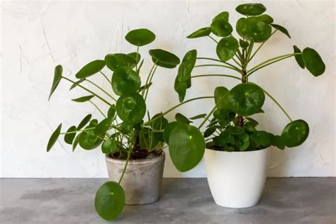 Pilea Peperomioides Care And Growing Guide