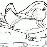 Duck Mandarin Coloring Pages sketch template