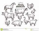 Varken Paard Koe Ferme Kip Goat Schapen Konijn Haan Chicken Stier Landbouwbedrijf Kuh Schwein Rooster Hen Vectorschets Zoals Bauernhof Kaninchen sketch template