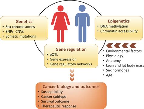 Frontiers Genome Wide Sex And Gender Differences In Cancer Free