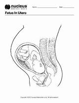 Anatomy Fetus Pregnant Utero Development Learn sketch template