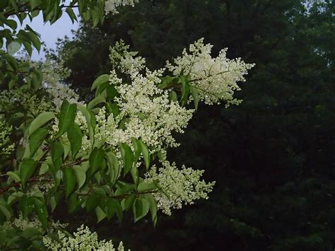japanese tree lilac knechts nurseries landscaping