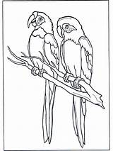 Parrots Two Coloring Funnycoloring Pages Birds Advertisement sketch template