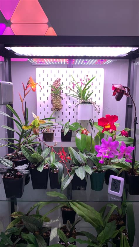 ikea milsbo greenhouse cabinet orchids