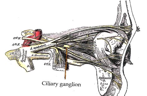 ciliary ganglion psychology wiki fandom powered by wikia