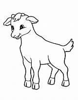 Colorare Capra Cabra Coloring Dibujos Tiny Kolorowanka Disegni Cabras Sheep Colorkid Goats sketch template