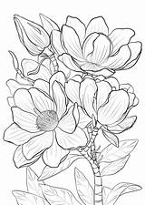 Colorare Frutta Magnolia sketch template