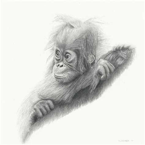 orangutan baby drawing google suche animal paintings pencil art