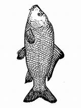 Carp Coloring Pages Fish Recommended Edupics sketch template