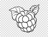 Raspberry Drawing Clipart Cupcake Fruit Coloring Book Transparent Background Raspberries Hiclipart Clipground sketch template