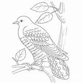Cuckoo Coloring Pages Loca Template Drawing Drawings Color Printable sketch template