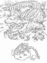 Coloring Pages Alligator Realistic Animal Animals Baby Crocodile African Printable Florida Books Adults Sheets Color Kids Zoo Moms Wild Detailed sketch template